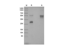 Recombinant Mouse M-CSF