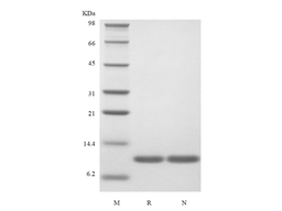 Recombinant Human Interleukin-13, Variant