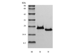 Recombinant Human Interleukin-17B