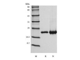 Recombinant Human Interleukin-36 alpha, 158a.a.
