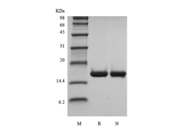Recombinant Human Interleukin-36 alpha, 153a.a.