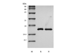Recombinant Human Interleukin-36 beta, 157a.a.