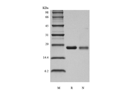 Recombinant Human Interleukin-36 gamma, 169a.a.