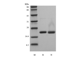 Recombinant Human Interleukin-36 gamma, 152a.a.
