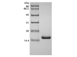 Recombinant Human Tumor Necrosis Factor-alpha/TNFSF2, Variant