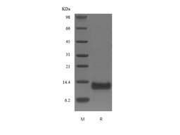 Recombinant Human B cell Activating Factor Receptor/TNFRSF13C