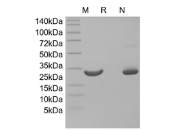 Recombinant Human Oncostatin-M, 195a.a.