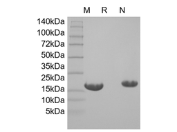 Recombinant Human Endothelial-Monocyte Activating Polypeptide II