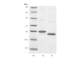Recombinant Human Endostatin