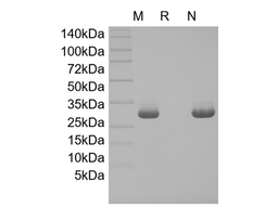 Recombinant Human 4-1BB Ligand/TNFSF9