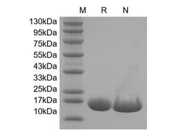 Recombinant Human TNF Ligand-related Molecule 1/TNFSF15