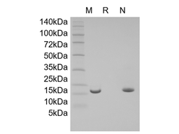 Recombinant Human Activation-induced TNFR member Ligand/TNFSF18