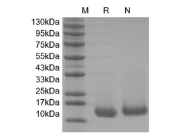 Recombinant Human Acidic Fibroblast Growth Factor
