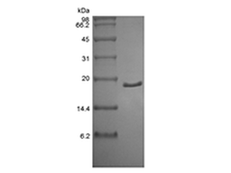 Recombinant Human Acidic Fibroblast Growth Factor, 2-155a.a.