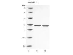 Recombinant Human Fibroblast Growth Factor 13