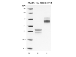 Recombinant Human Vascular Endothelial Growth Factor 165, Yeast-derived