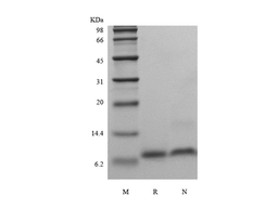 Recombinant Human Epigen