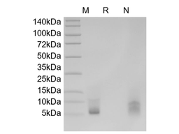 Recombinant Human Epiregulin