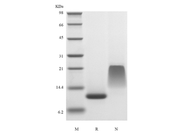 Recombinant Human Endocrine Gland-derived Vascular Endothelial Growth Factor