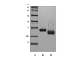 Recombinant Human Interferon-alpha1a