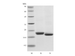 Recombinant Human Interferon-alpha2a