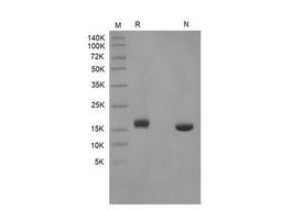 Recombinant Human Interferon-alpha2b, Ecoli.