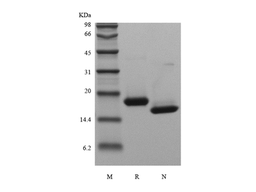 Recombinant Human Interferon-alpha2b, Yeast