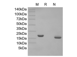 Recombinant Human Interferon-omega