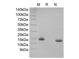 Recombinant Human Neurotrophin-4