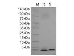 Recombinant Human Neuregulin 1-beta1 EGF Domain, 177-241a.a.