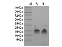 Recombinant Human Betacellulin