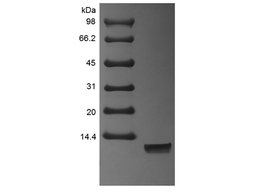 Recombinant Human Neuregulin 1-alpha EGF Domain