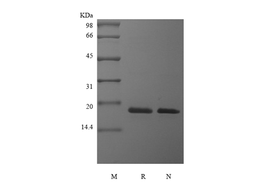 Recombinant Human Pleiotrophin