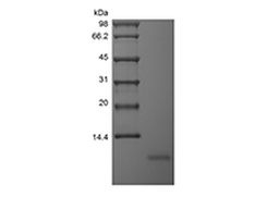 Recombinant Human Neuritin