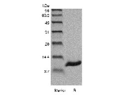 Recombinant Human Persephin