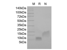 Recombinant Human Beta-defensin 1, 47a.a.