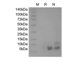 Recombinant Human Beta-defensin 5