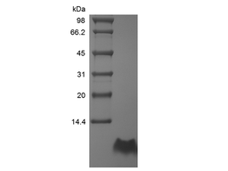 Recombinant Human Proinsulin C-Peptide Analogue