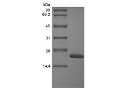 Recombinant Rhesus Macaque Interleukin-1 alpha