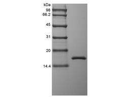 Recombinant Rhesus Macaque Tumor Necrosis Factor-alpha/TNFSF2