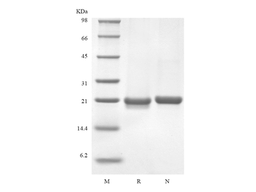 Recombinant Murine Interleukin-36 beta, 183a.a.