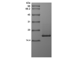 Recombinant Murine Interleukin-36 beta, 153a.a.