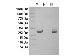 Recombinant Murine Oncostatin-M