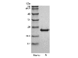 Recombinant Murine LIGHT/TNFSF14