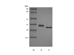 Recombinant Murine soluble Tumor Necrosis Factor Receptor Type II/TNFRSF1B