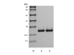Recombinant Murine Acidic Fibroblast Growth Factor