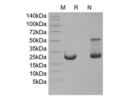 Recombinant Murine Keratinocyte Growth Factor 1/FGF-7