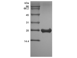 Recombinant Murine Fibroblast Growth Factor 18
