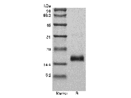 Recombinant Murine Vascular Endothelial Growth Factor 120