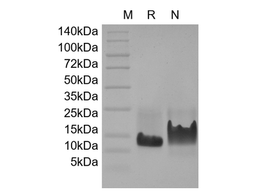 Recombinant Murine Heparin-binding EGF-like Growth Factor